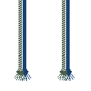 Blue and Green Honor Cord